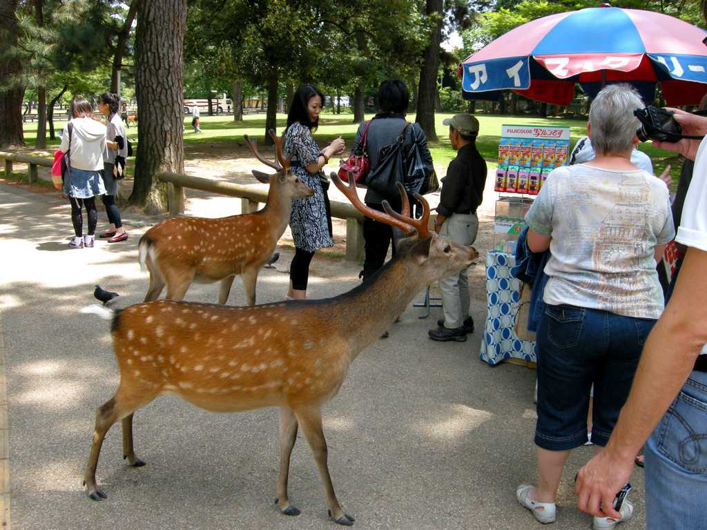 Japan/нара1.JPG