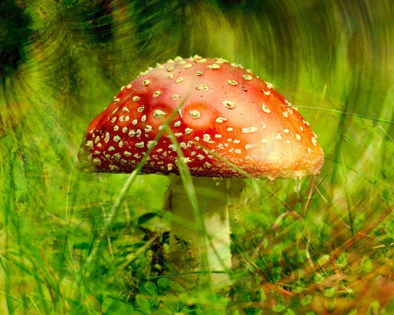 Nature_Mushrooms_Fly-agaric_005317_.jpg