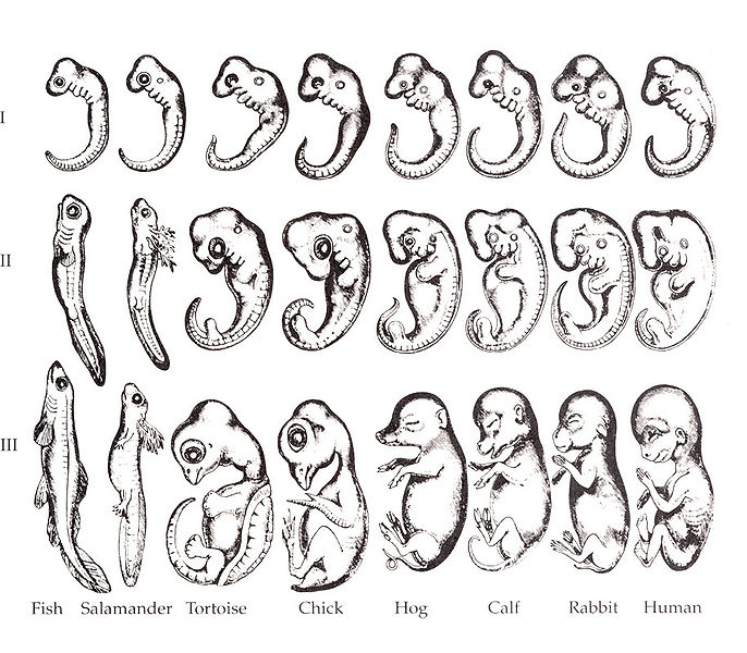 686px-Haeckel_drawings.jpg